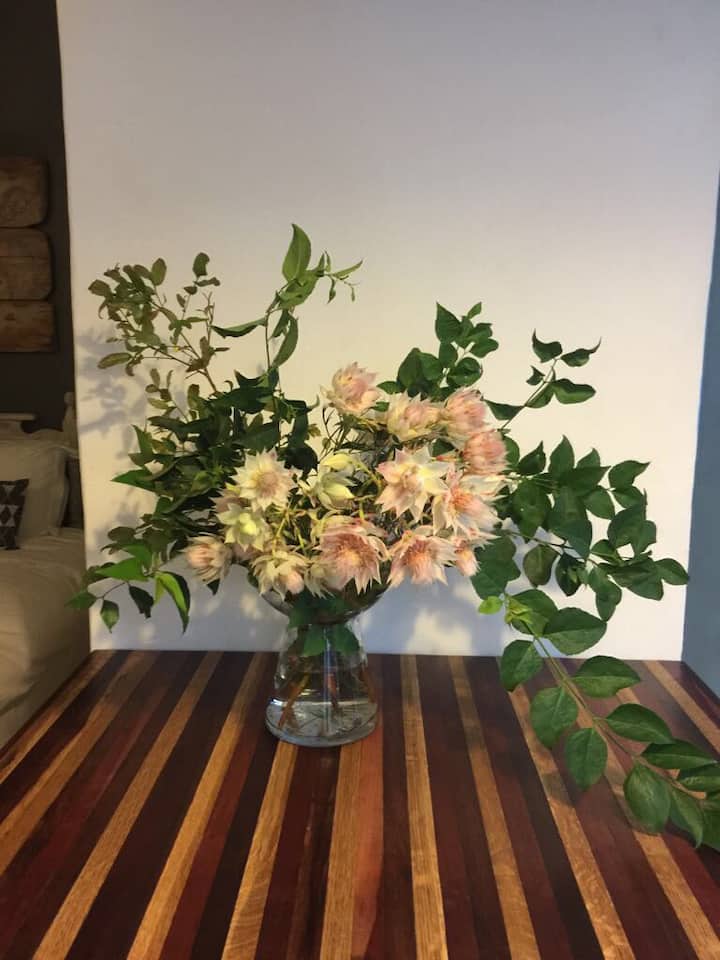 10 Best Dog & PetFriendly In Durban, South Africa