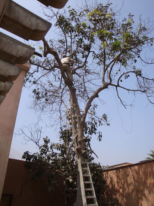 The Backyard and garden, Avocado tree!