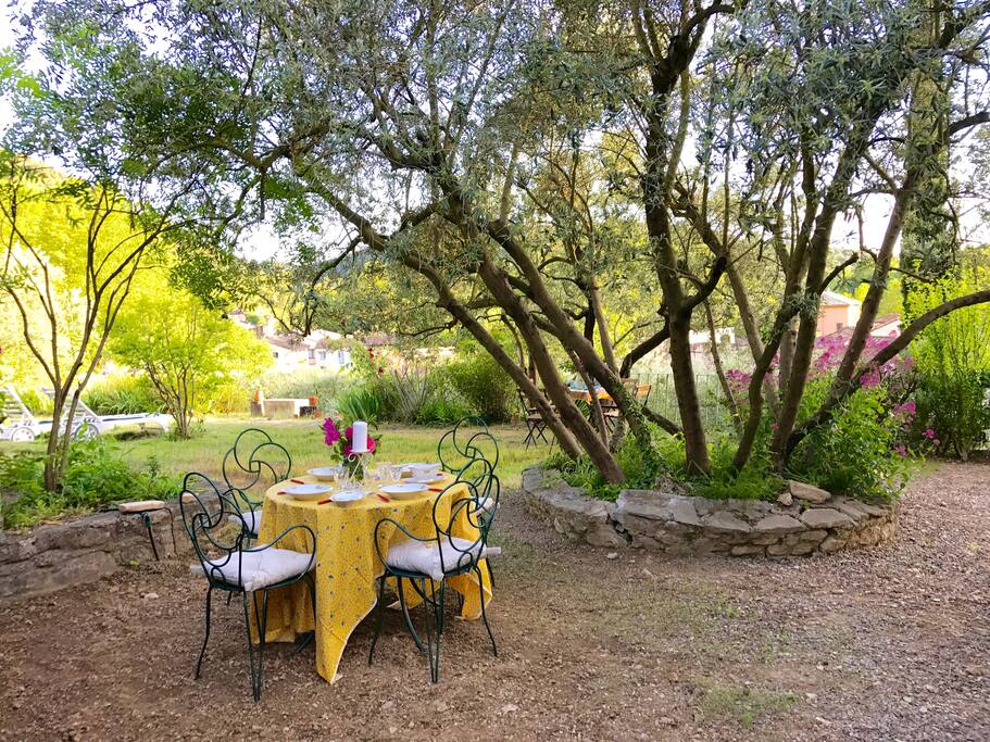 Table under the coolness of a magnificent olive tree