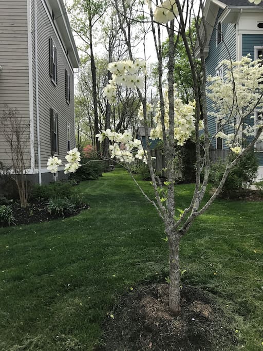 Side Yard from the street