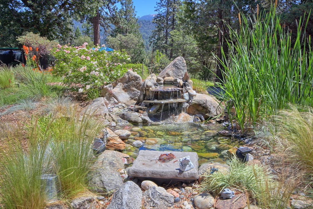 Watch birds bathing in a bubbling fountain.