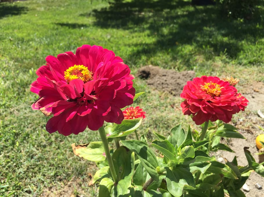 back yard