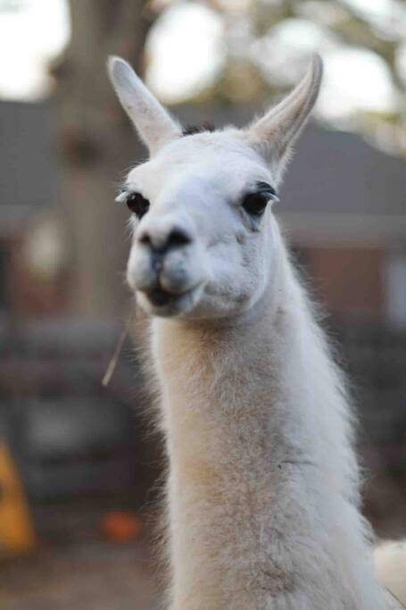 Atlanta Llama Alpaca Experience