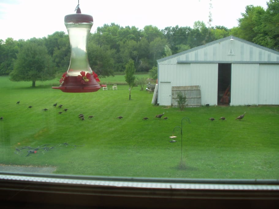 View out of kitchen window. Turkeys and hummingbirds.
