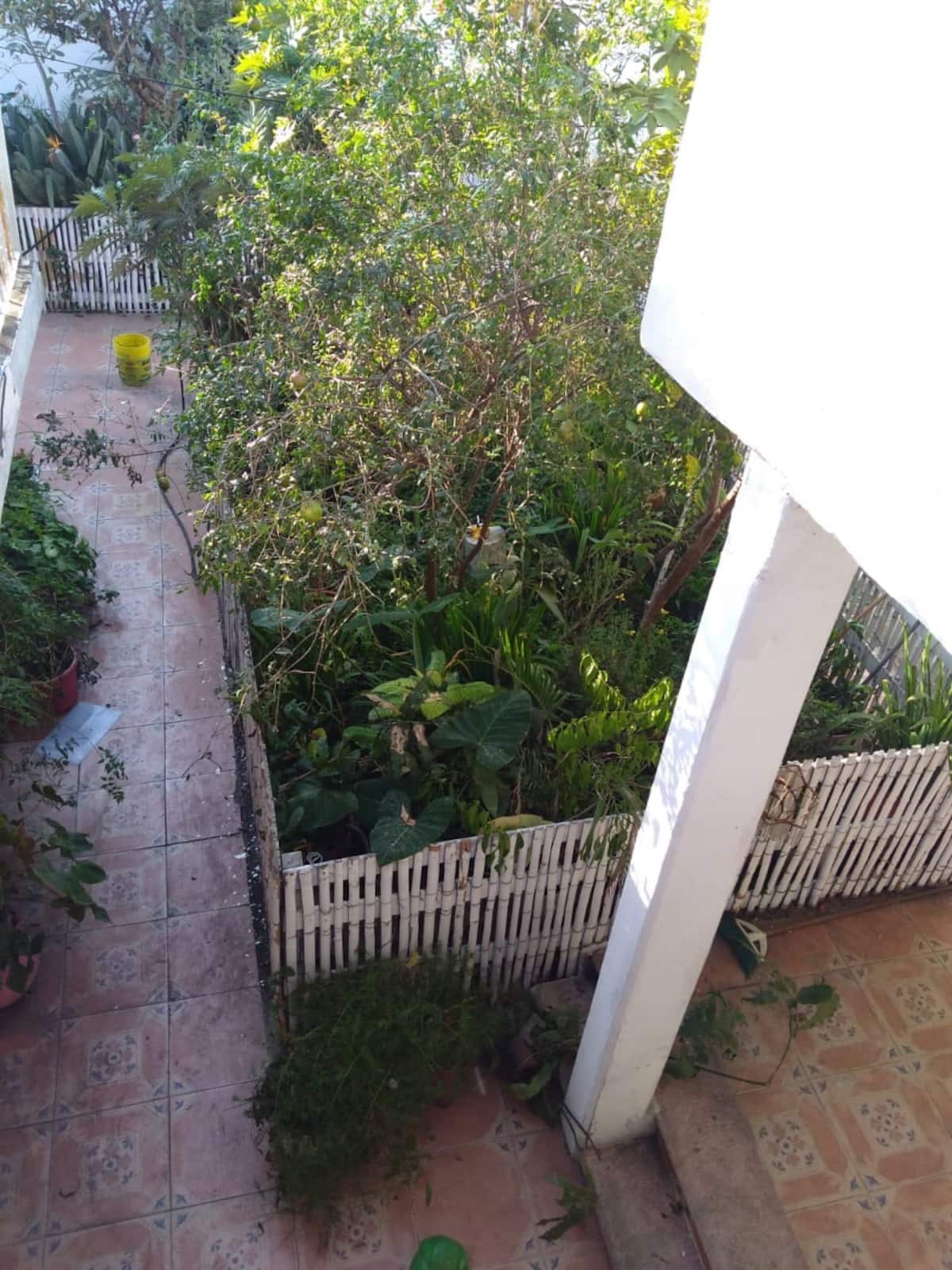 An outdoor garden space is enclosed by a white picket fence, featuring various plants and greenery. Paved tiles form a pathway through the area, with some foliage spilling over. Sunlight illuminates the scene, highlighting the lush and vibrant vegetation.
