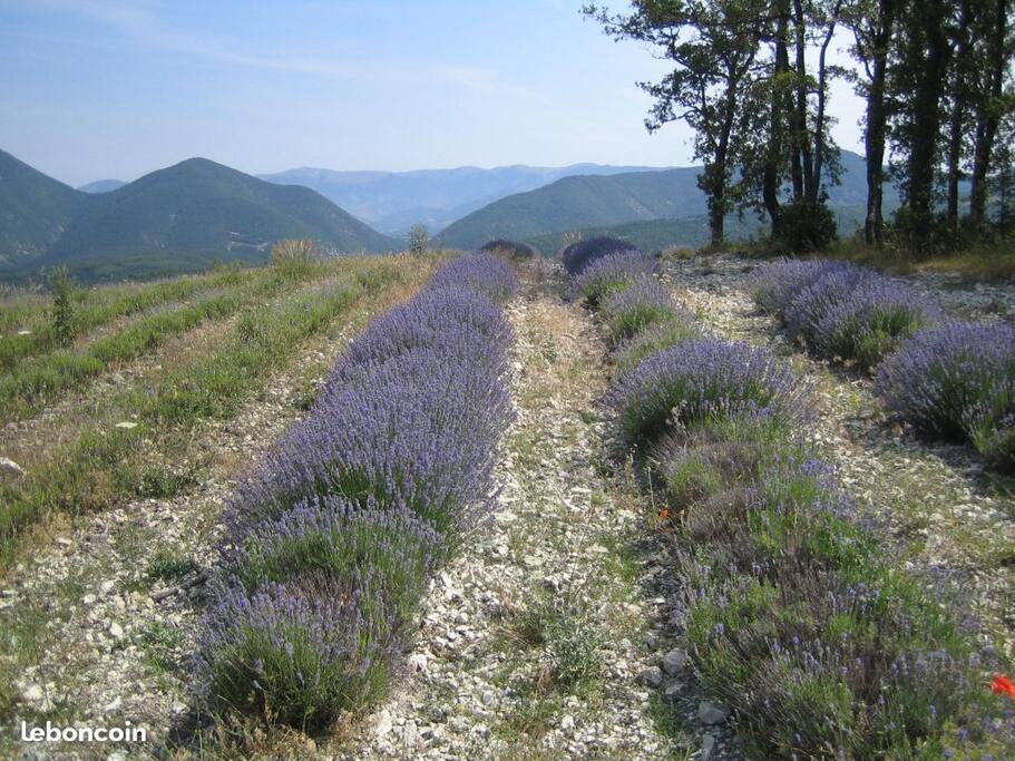 les champs de lavande de Dieulefit