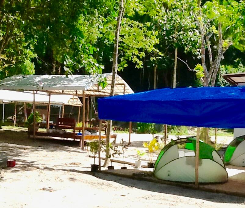 Canopy Coleman