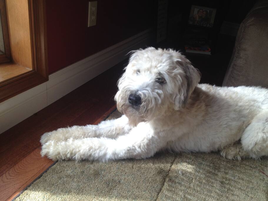 Meisha our dogter and concierge