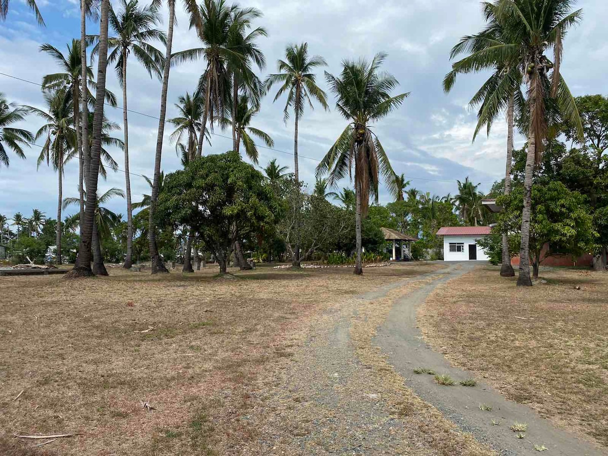 A well-maintained pathway leads through a grassy area lined with tall palm trees. On the left, lush greenery contrasts with the brown grass, while a distant white building is visible against the backdrop of the tropical landscape.