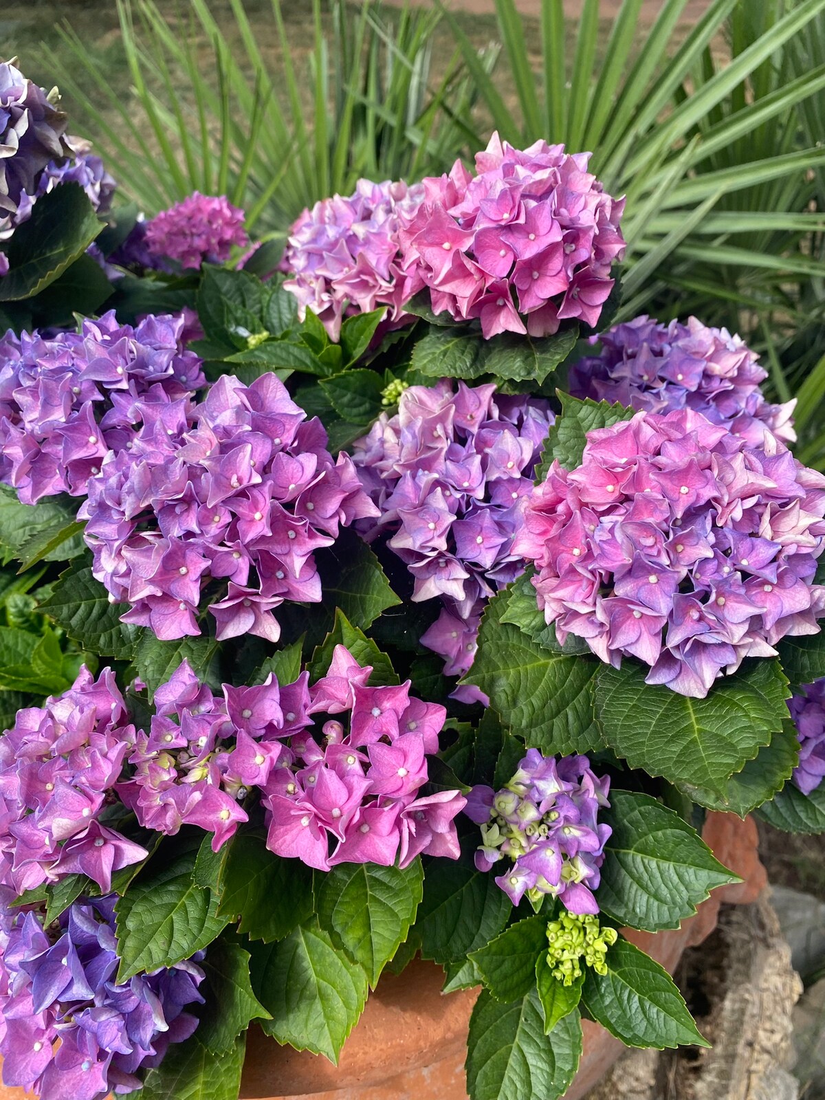 Leistungsstarkes Airbnb: Flower house 🌺🌸 in Livorno