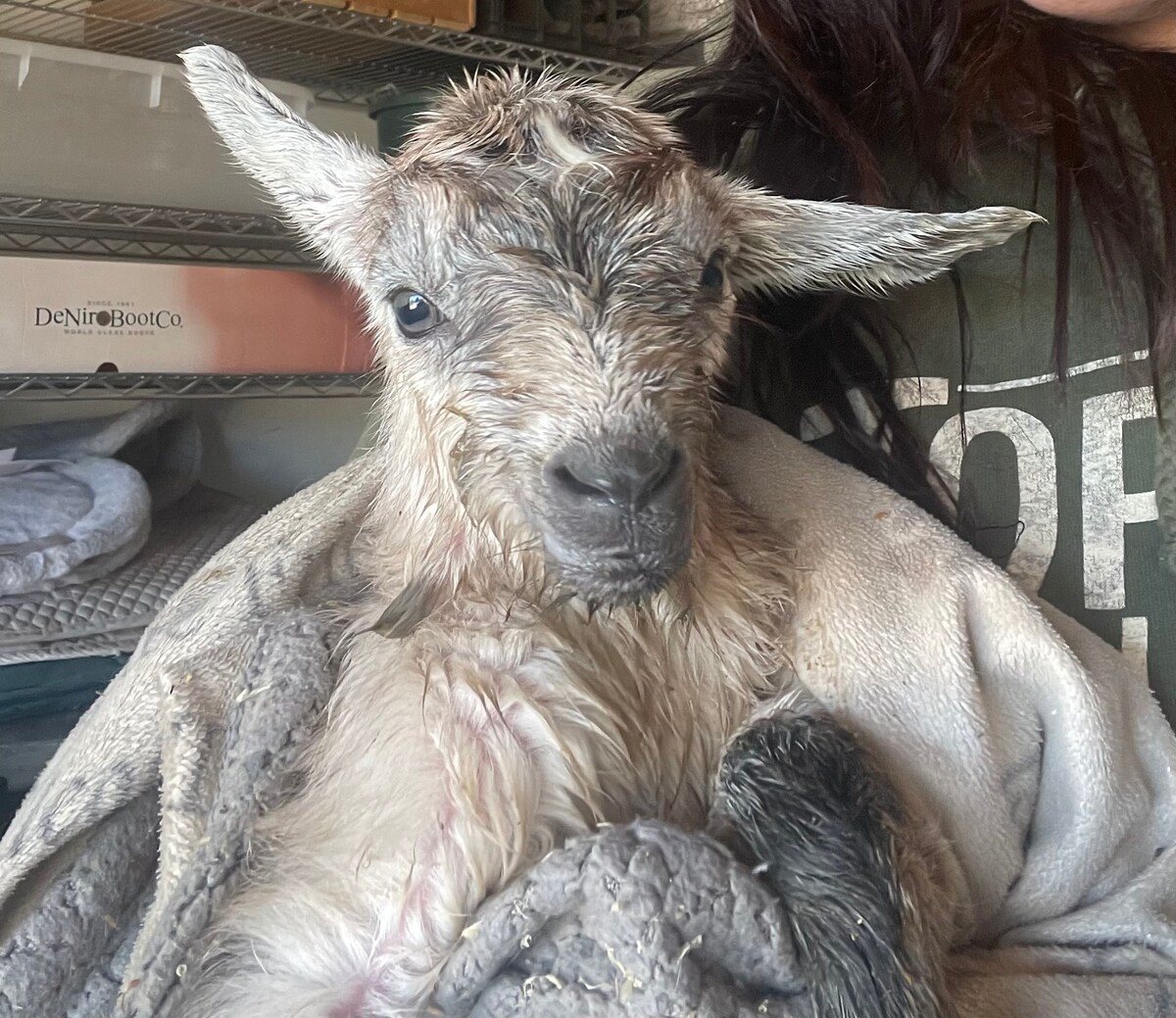 A baby goat is being gently held, wrapped in a soft blanket. Its small, wet face is visible, displaying soft fur and curious eyes. The background features shelves and a cozy environment, emphasizing a caring atmosphere.