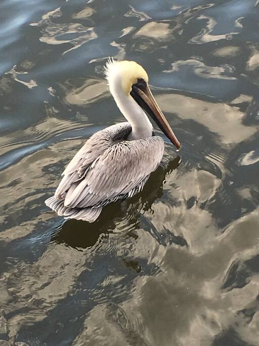 The Pelican Perch Cottages For Rent In Slidell Louisiana United States The Pelican Perch Cottages For Rent In Slidell Louisiana United States