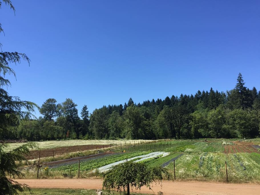The Farm