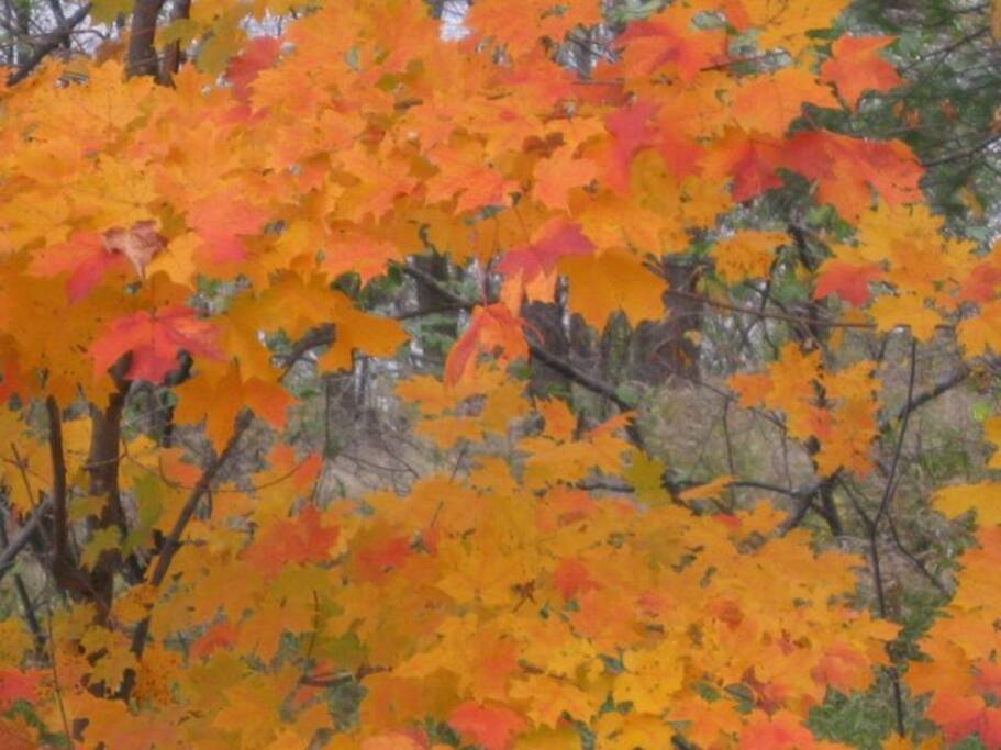 Fall Colors