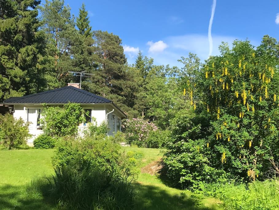Kärleksfullt renoverat 50-talshus mitt i en uppvuxen trädgård
