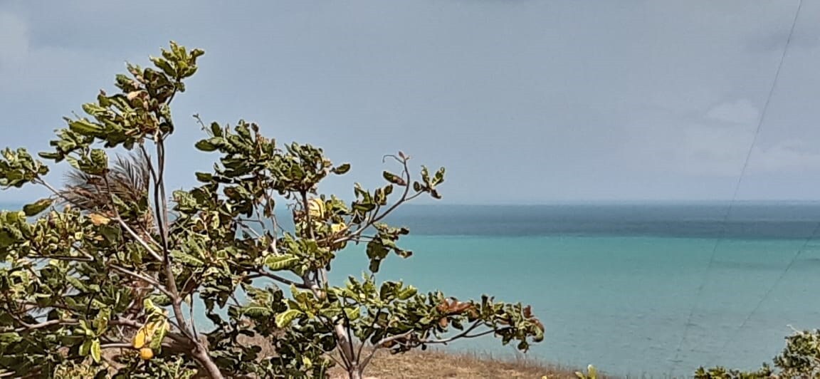 A view of the sea is framed by coastal vegetation, showcasing varying shades of blue. The horizon blends with the sky, while gentle waves can be observed in the distance. The landscape reflects a serene coastal environment, inviting tranquility and natural beauty.