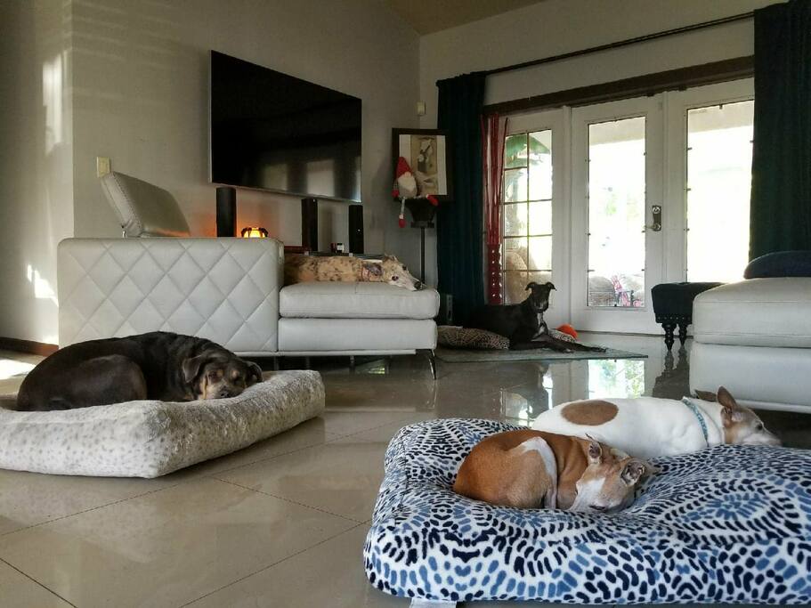 Doggie heaven!