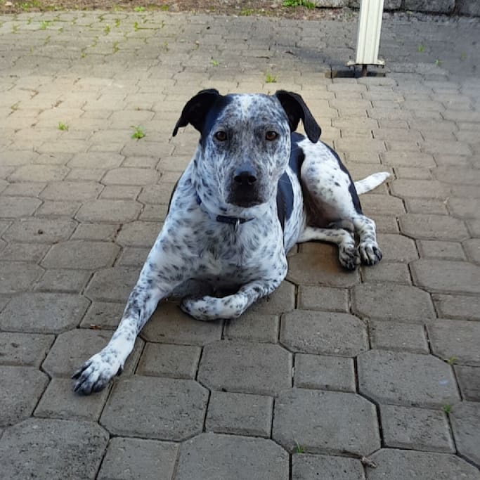 Owner's house dog, Pepper