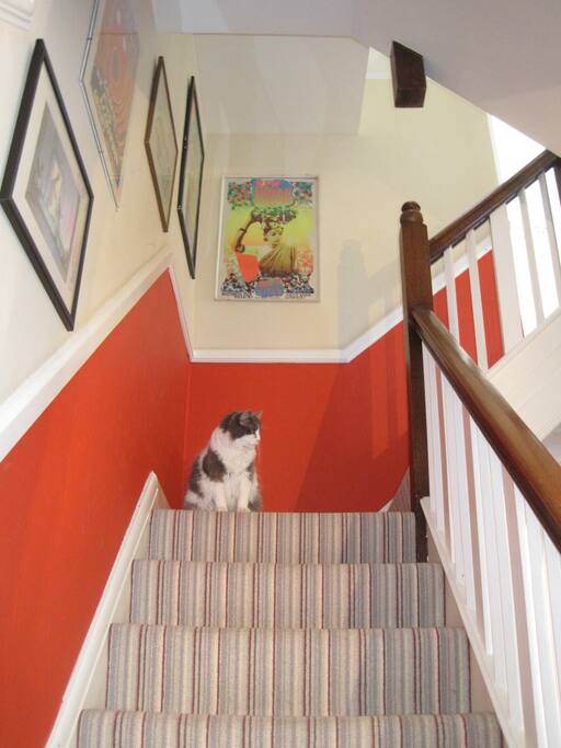 Smuttie the cat