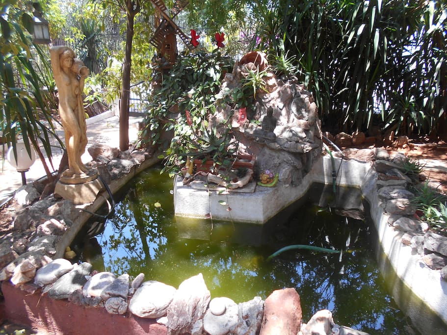 the pond with the fishes
