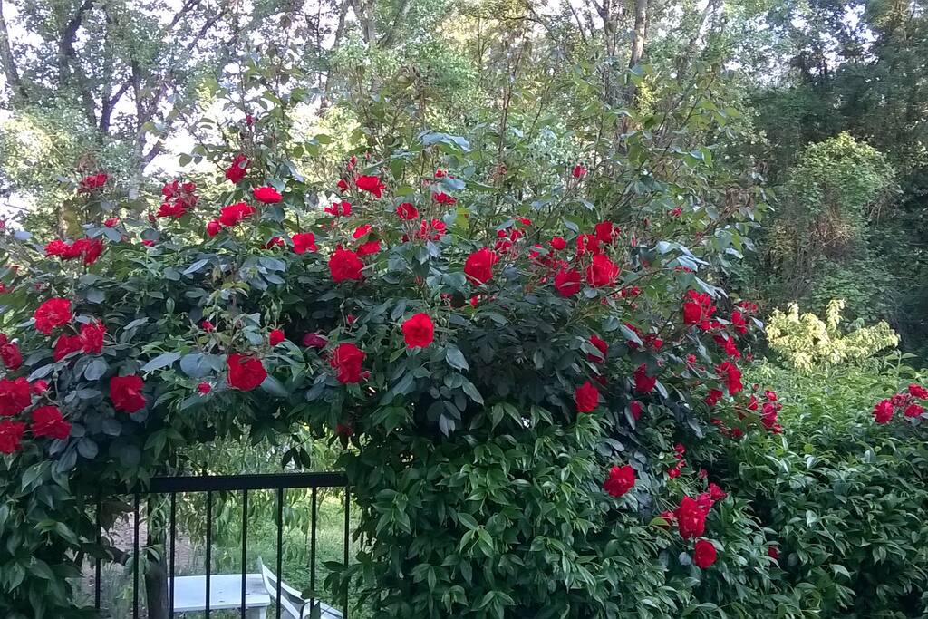 Ingressodal giardino privato