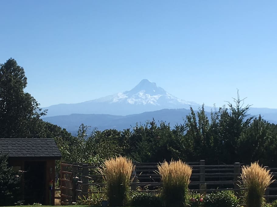 Mt Hood view from the lawn.