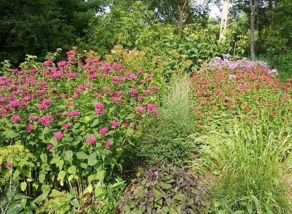 jardin