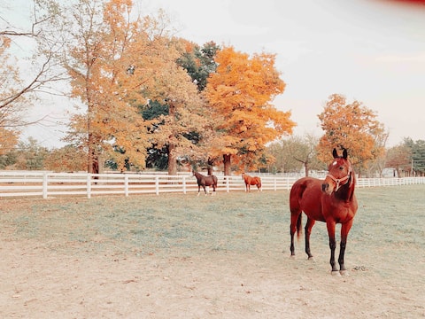 Farmhouse Stay