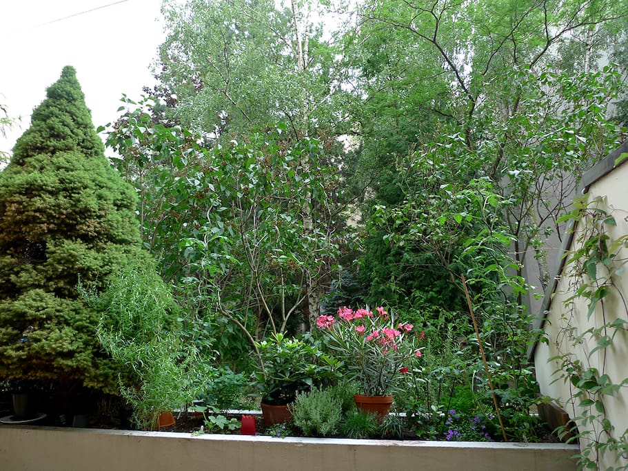 view from balcony into the backyard