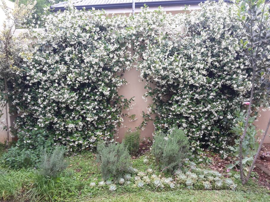 Garden view