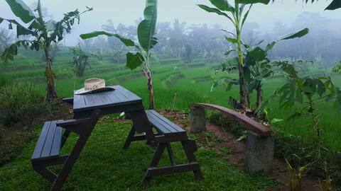 Amazing view, rice fields, nature
