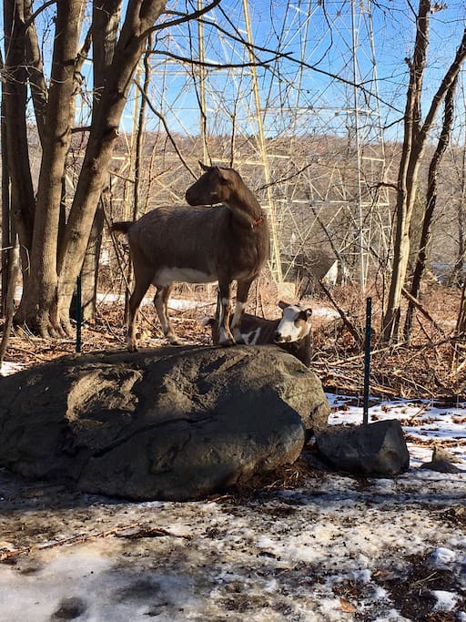 Say hi to Carrot and Barley! They live on the property too!