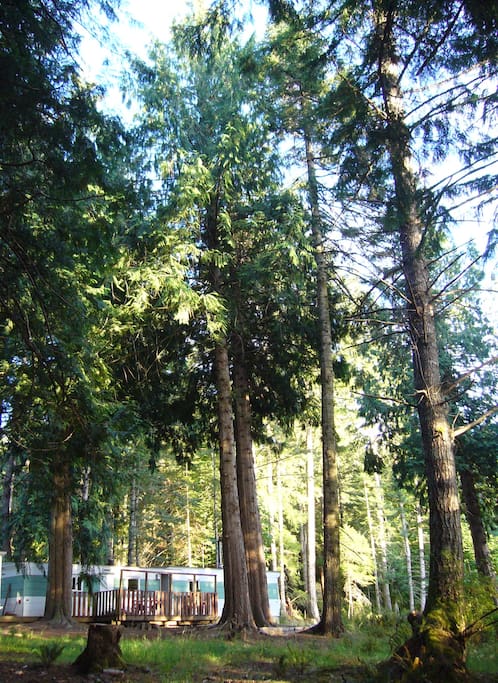 Nature, quiet, surrounded by trees