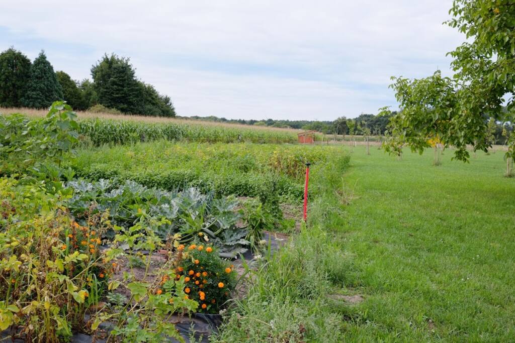 Growing vegetables...