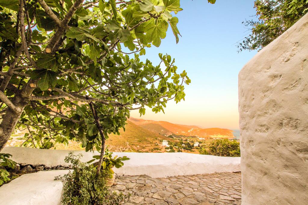 A beautiful fig tree will welcome you!