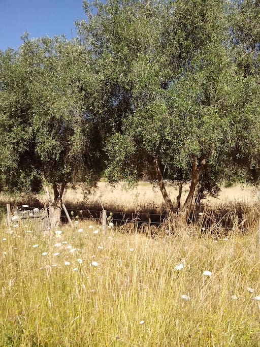Some olive trees