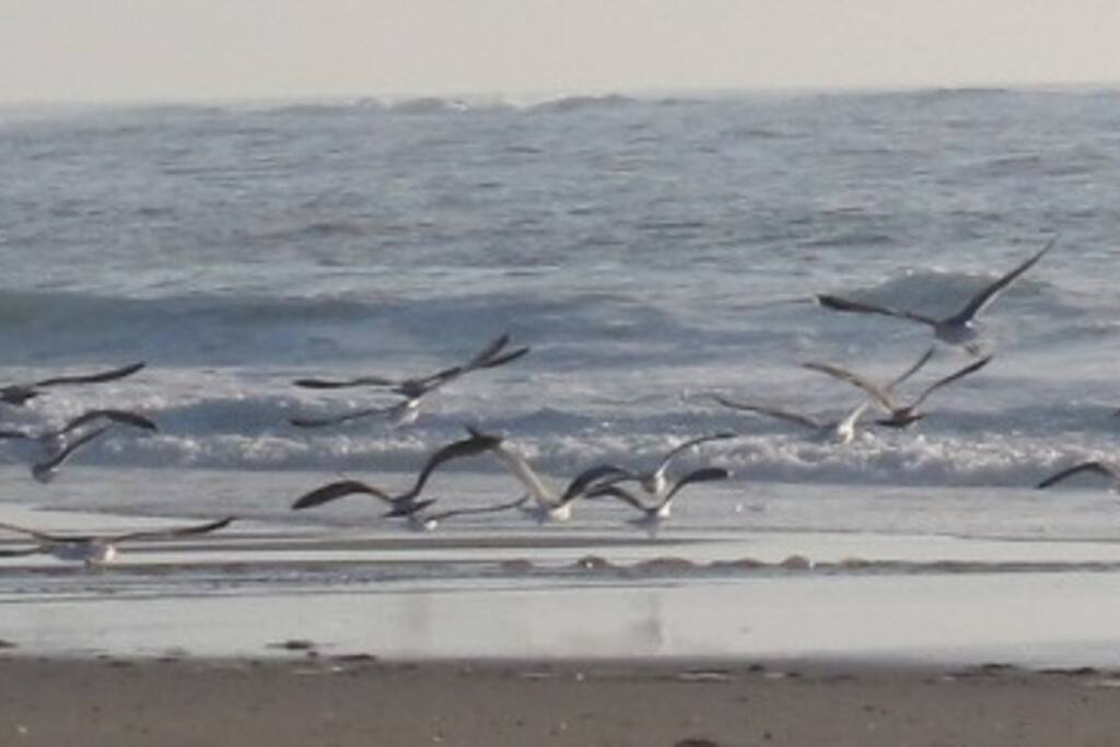 Playa