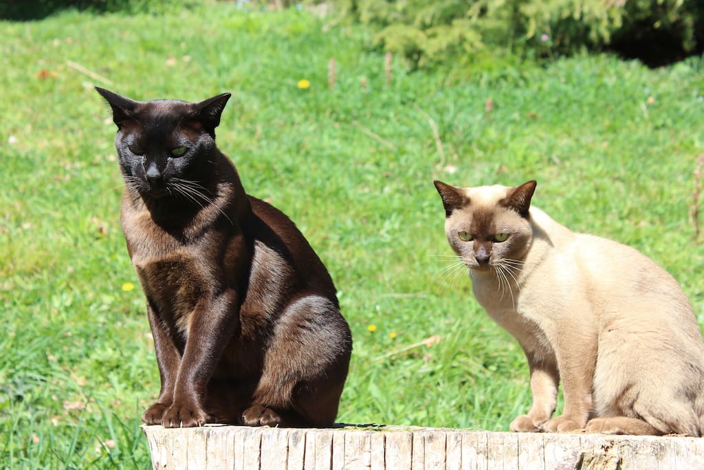 Seb and Indy