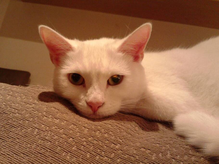 Frosties Cat (My Supermodel!)
