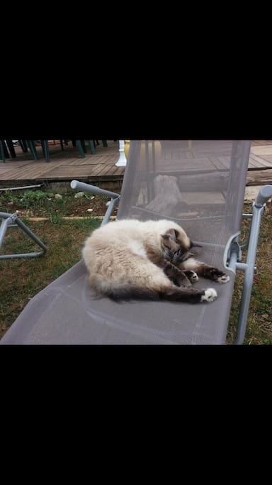 Symba mon chat.
