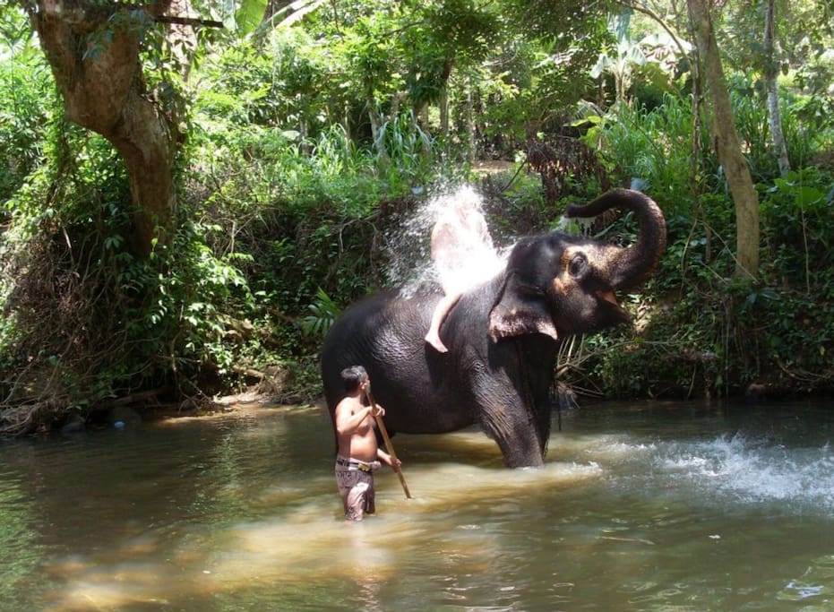 Elephant shower.