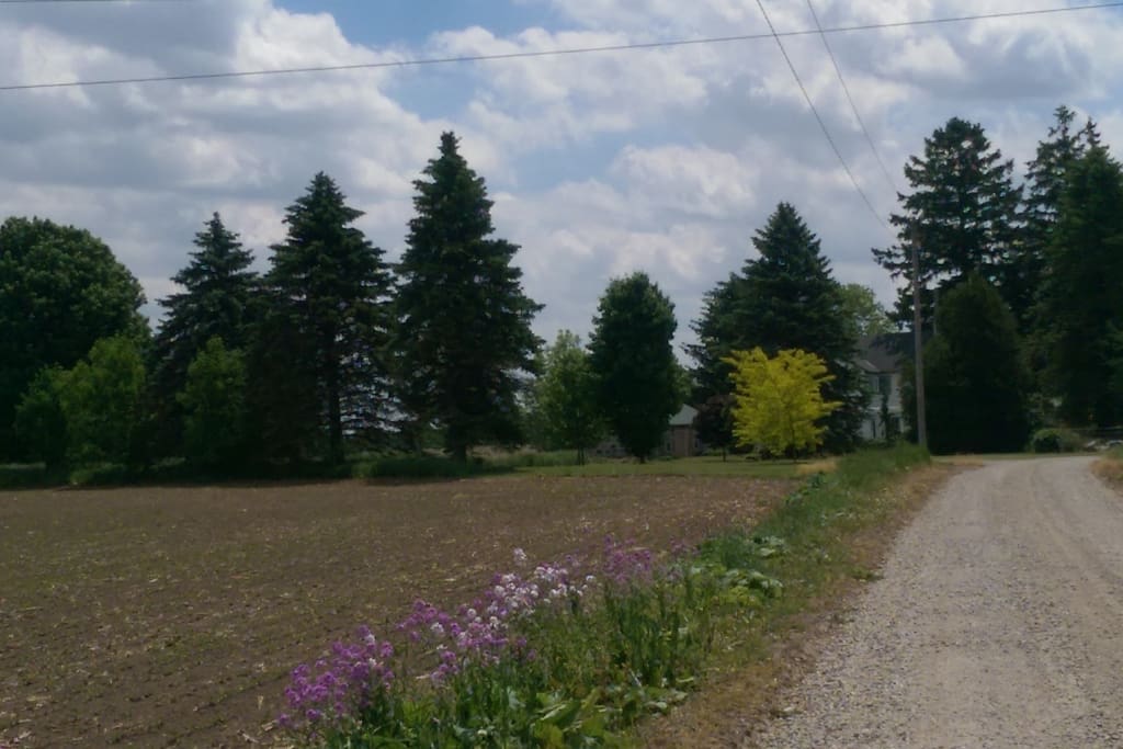 Driving in the long lane. The house is barely visible beyond the trees.