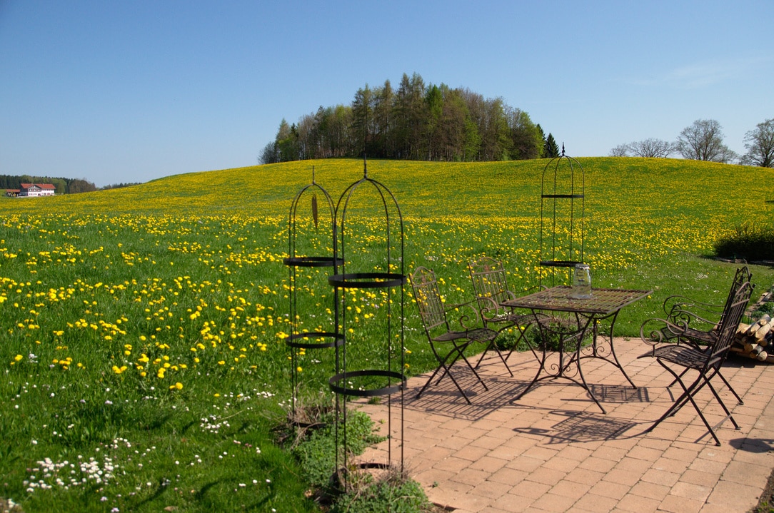 A patio area features wrought iron furniture, including a table and several chairs, positioned on paved stones. A vast field of yellow dandelions stretches into the distance, meeting a tree-lined hill under a clear blue sky.