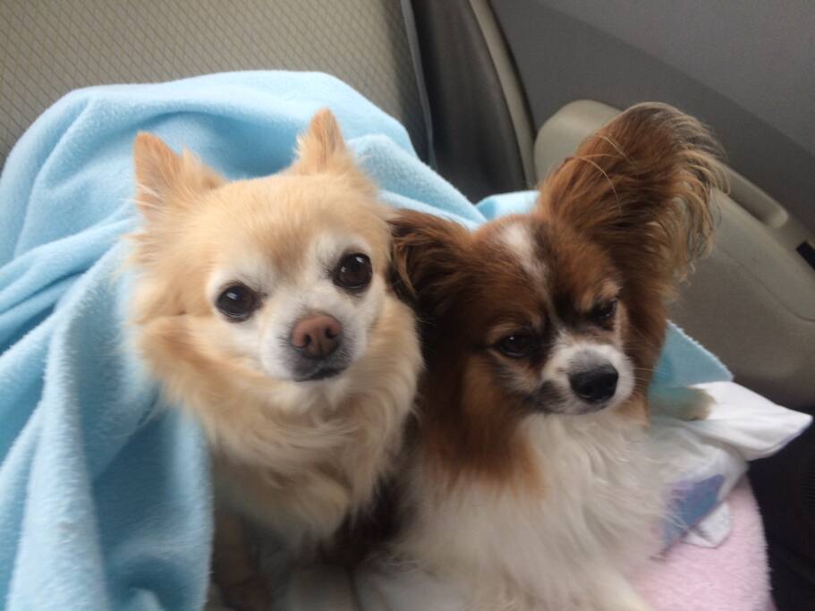 Our dogs Dexter and Matty. We can keep them away if you prefer, our garden has a separate fenced area.