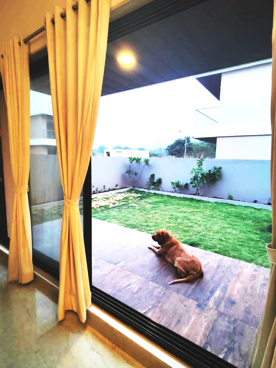 A view from inside the villa is presented, showcasing large glass doors that open to a manicured lawn. Sunlight illuminates the outdoor space where a brown dog lies relaxed on a wooden patio, surrounded by neat plantings against a light gray wall.