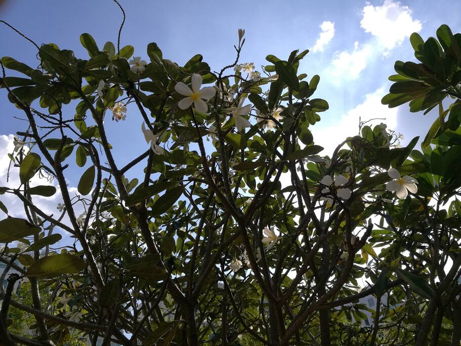 公寓门口的鸡蛋花Plant in front of apartment building