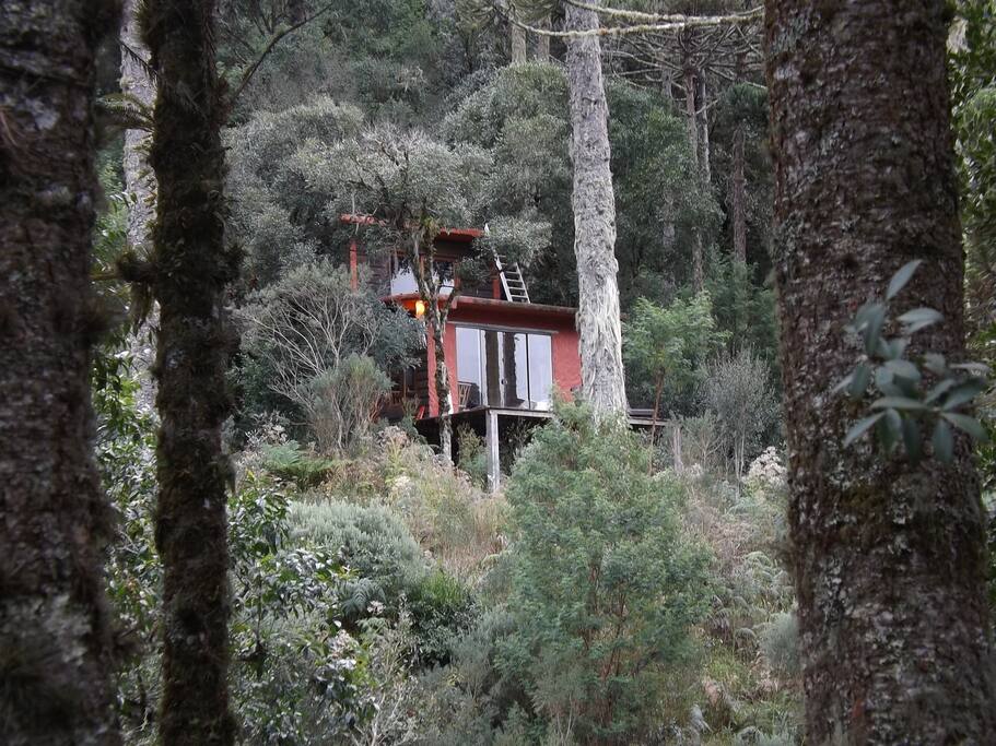casa na floresta de araucarias