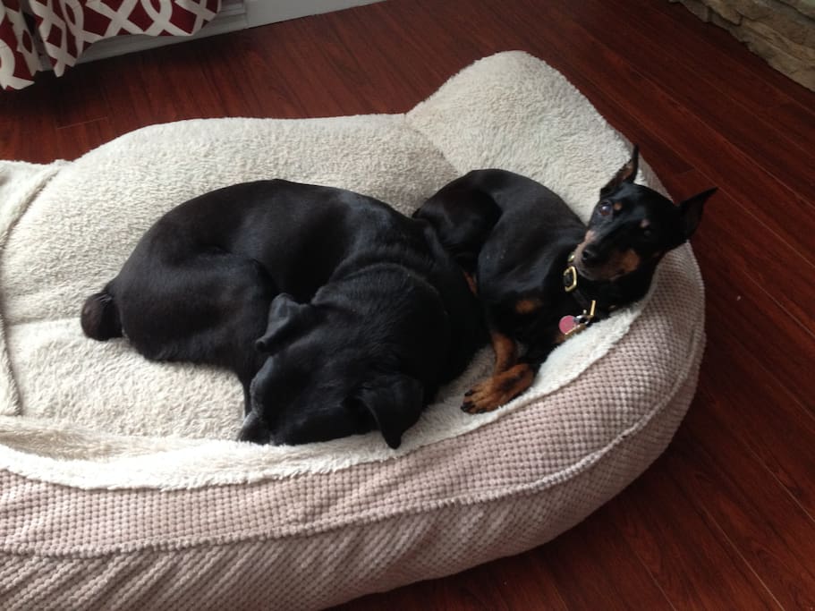 Must love dogs! These 2 expect cuddles ;)