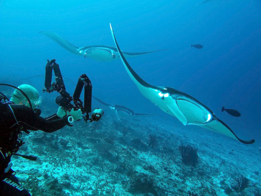 Manta Point Dive