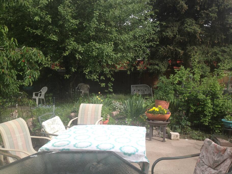 Back Yard/BBQ